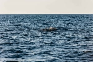 Kamenjak: Tour dei delfini al tramonto a Medulin