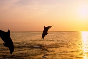 Kamenjak : Tour des dauphins au coucher du soleil à Medulin