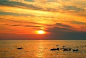 Kamenjak: Medulin Sunset Dolphin Tour