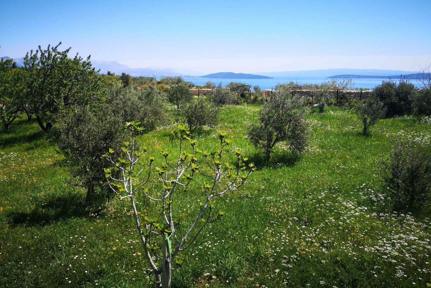 Kastela: Excursión de Cata de Vinos y Aceitunas con Delicias y Música en Directo