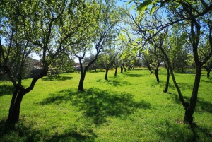 Kastela: Degustação de vinhos e azeitonas com delicatessens e música ao vivo