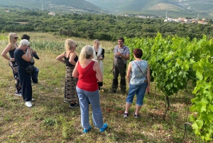 Kastela: Degustação de vinhos e azeitonas com delicatessens e música ao vivo