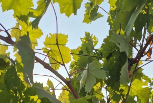 Kastela: Degustação de vinhos e azeitonas com delicatessens e música ao vivo