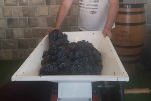 Kastela: Degustação de vinhos e azeitonas com delicatessens e música ao vivo