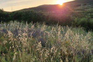 Kastela: Degustação de vinhos e azeitonas com delicatessens e música ao vivo