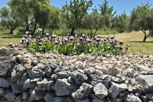 Kastela: Degustação de vinhos e azeitonas com delicatessens e música ao vivo