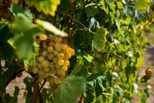 Konavle Valley: Tour with Wine Tasting from Dubrovnik