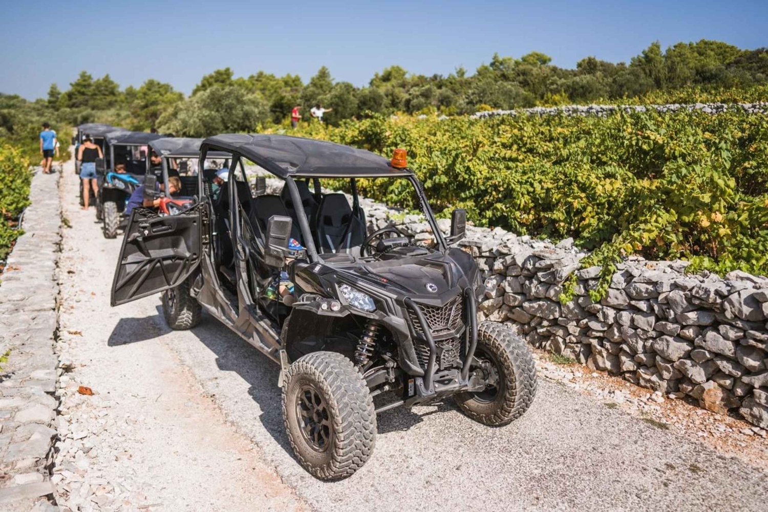 コルチュラ島のバギーサファリとワインの試飲