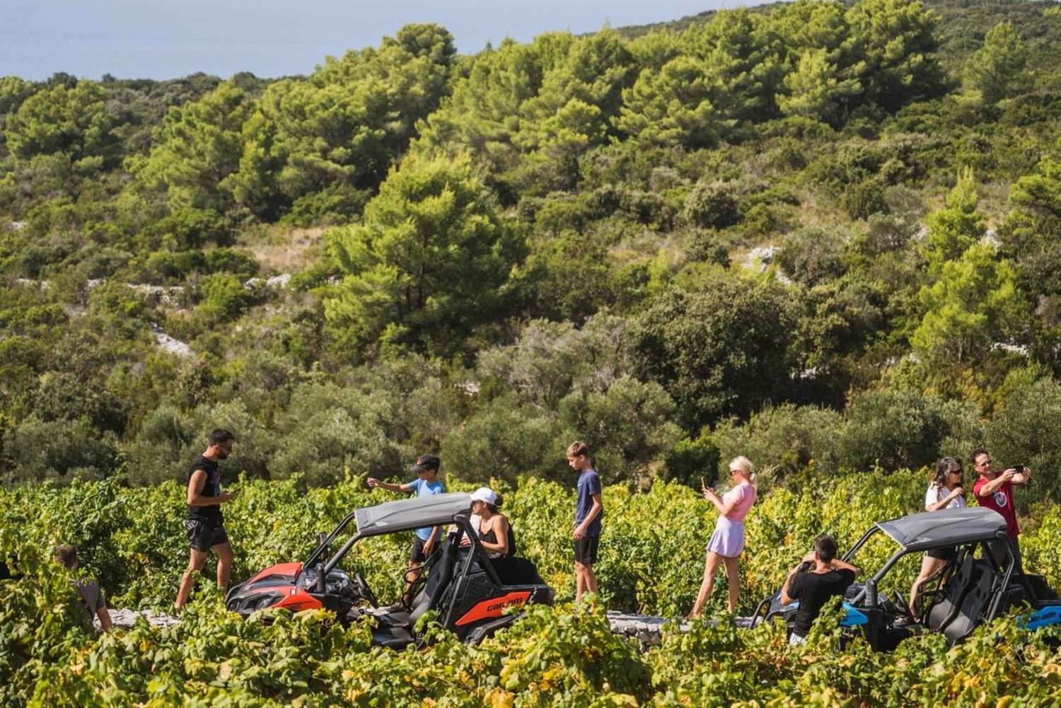 コルチュラ島のバギーサファリとワインの試飲