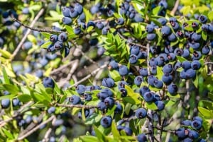 Korčula : Visite de la nature curative