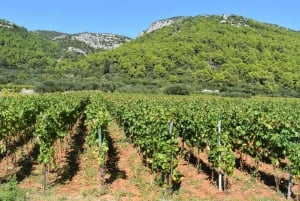 From Korcula Town: Local Wine & Sightseeing Half-Day Tour