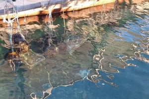 Kravice waterval excursie, Ston,Međugorje, Mostar