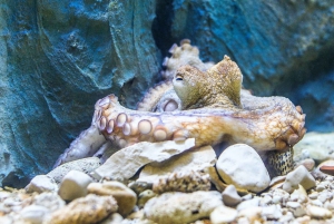 Krk: Baška Aquarium Entrance Ticket