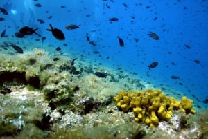 Krk: Discovery scuba dive from the boat