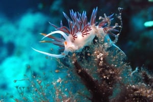 Krk: Discovery scuba dive from the boat