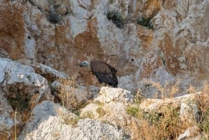 Krk: Golden Beach and Plavnik Cave Cruise with Welcome Drink