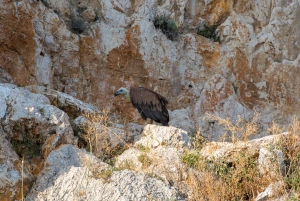 Veglia: crociera sulla spiaggia dorata e nella grotta di Plavnik con drink di benvenuto