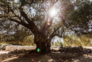 Krk: Rabin ja Pagin veneretki, uiminen ja kaupunkikierros lounaalla