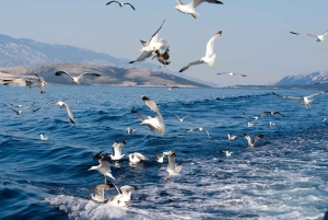 Krk: Rabin ja Pagin veneretki, uiminen ja kaupunkikierros lounaalla