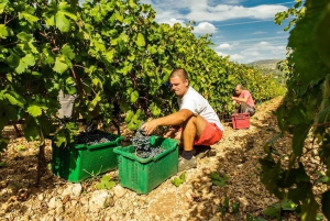 Krka Waterfalls and Wine Tasting Tour from Split or Trogir
