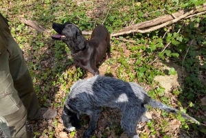 Livade: Guided Truffle Hunting Walking Tour