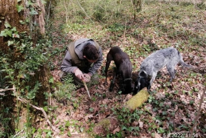 Livade: Guided Truffle Hunting Walking Tour