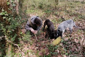 Livade: excursão a pé guiada pela caça às trufas