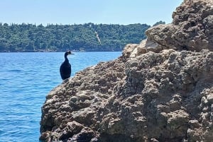Randonnée sur l'île de Lokrum : histoire, nature et récits