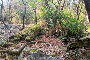 Randonnée sur l'île de Lokrum : histoire, nature et récits