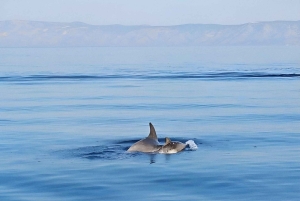 Makarska: 3-Island Speedboat Golden Horn & Blue Lagoon Tour