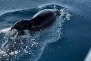 Макарска: частная экскурсия на остров Хвар на полдня