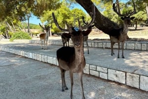 Makarska : Korcula, l'île aux cerfs et l'épave en hors-bord