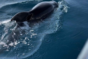 Makarska: Private Halbtagestour mit dem Boot zur Insel Hvar