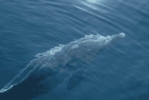 Макарска: частная экскурсия на остров Хвар на полдня