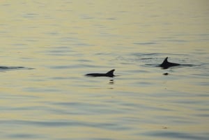 Medulin: 3-timers delfinspotting i solnedgangen med middag