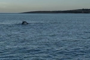 Medulin: Julbåttur med lunch och dryck