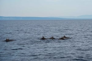 Medulin : excursion au coucher du soleil avec dauphins (85 % de chance), boissons et dîner