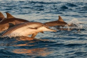 Medulin : excursion au coucher du soleil avec dauphins (85 % de chance), boissons et dîner