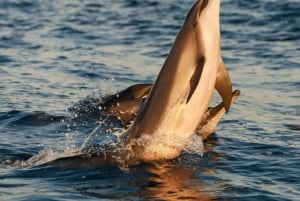 Medulin : excursion au coucher du soleil avec dauphins (85 % de chance), boissons et dîner