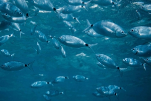 Medulin: Glasbådtur til Kamenjak