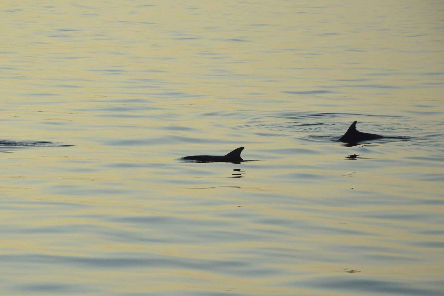 Sunset Dolphin Spotting and Dinner in Medulin Archipelago