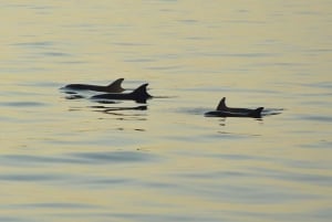 Sunset Dolphin Spotting and Dinner in Medulin Archipelago