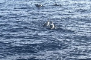 Medulin: 3-timers delfinspotting i solnedgangen med middag