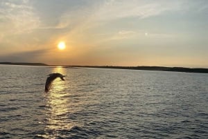 Medulin: 3-timers delfinspotting i solnedgangen med middag