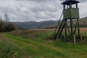 Motovun: piesza wycieczka szlakiem Giants i degustacja Fritule