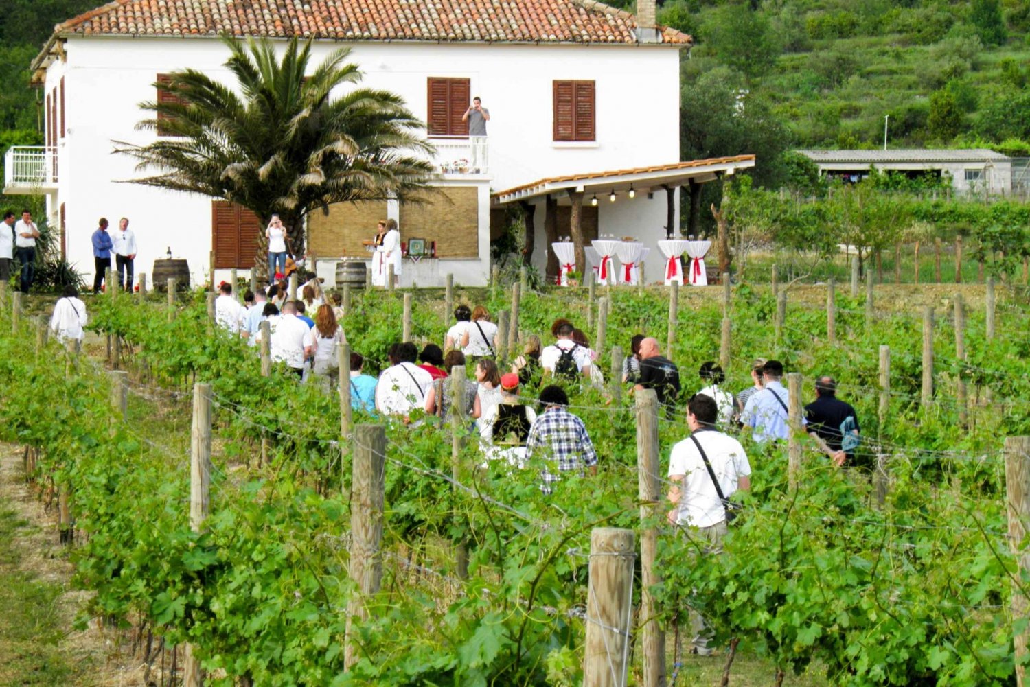 Vale Konavle: Tour Degustação de Vinhos saindo de Dubrovnik