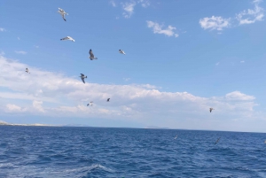 Punat: Halvdagsbådtur i Krk-øgruppen