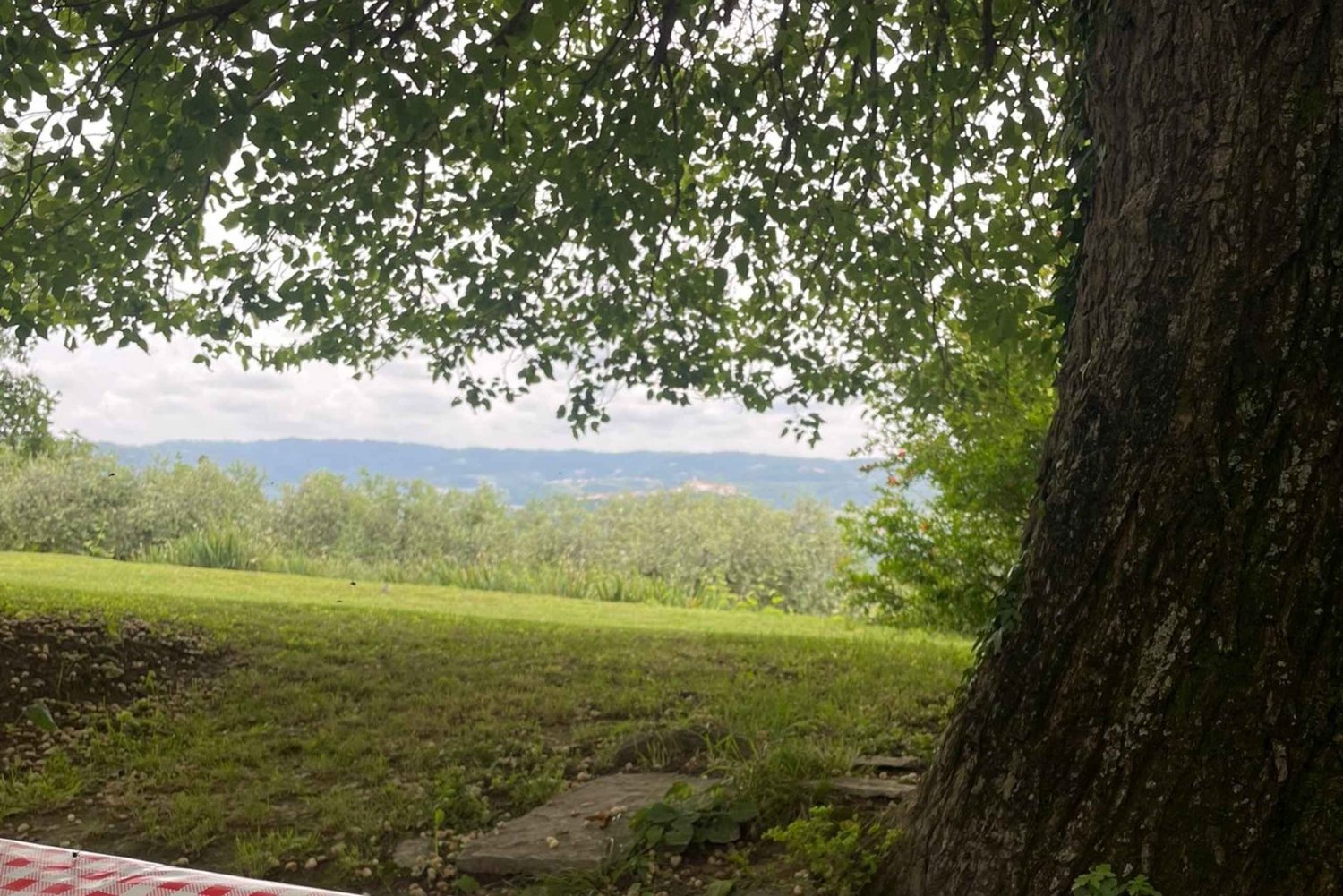 Northern Istria: Olive Oil Tasting with scenic landscape