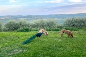 Northern Istria: Olive Oil Tasting with scenic landscape