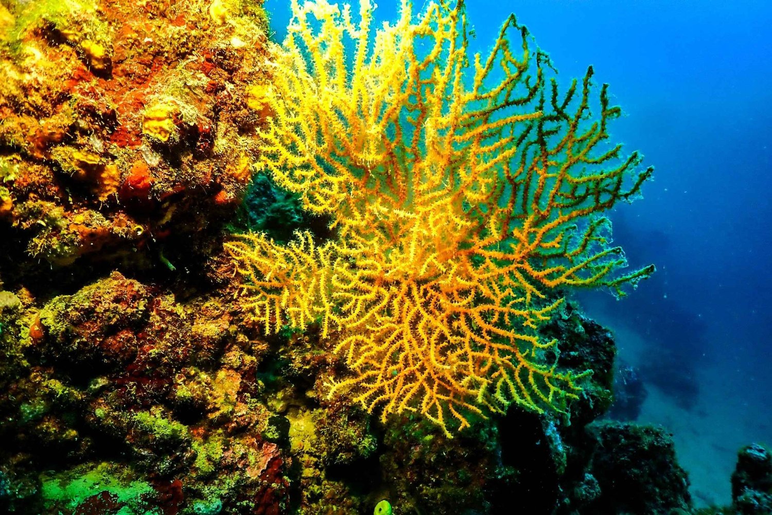 Novalja: Experiência de mergulho no mar Adriático